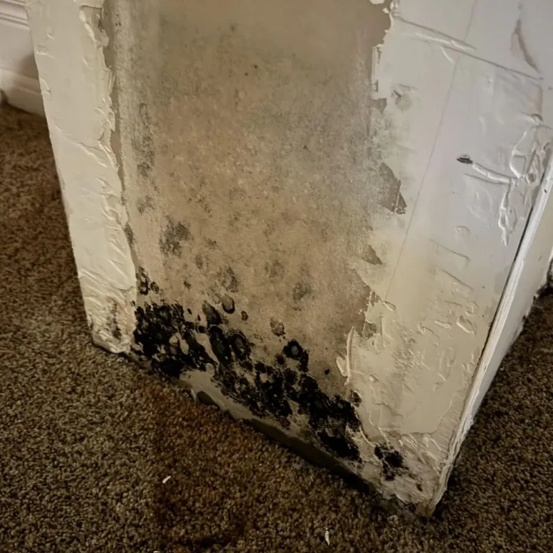 Professional Mold Removal in Hughes Springs, TX